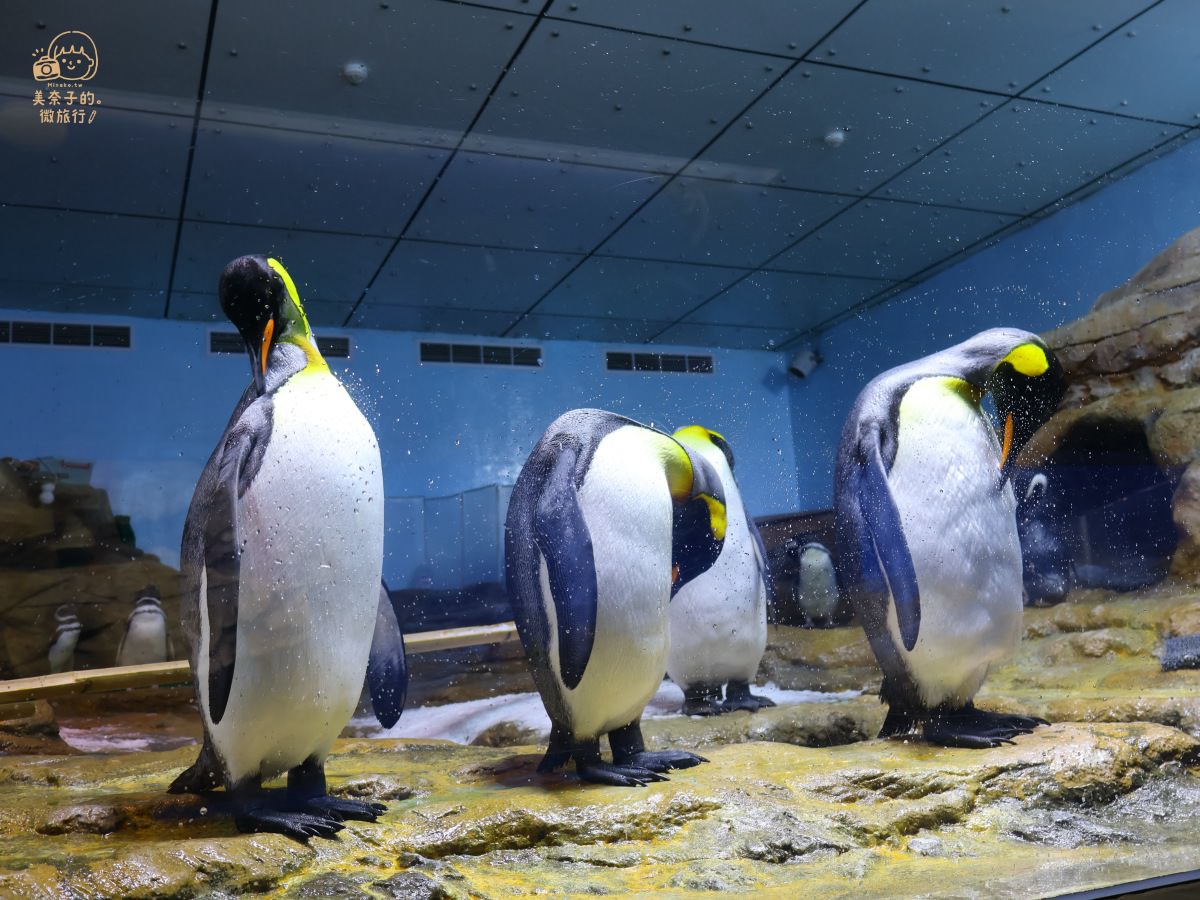 Xpark水族館：企鵝奇遇區