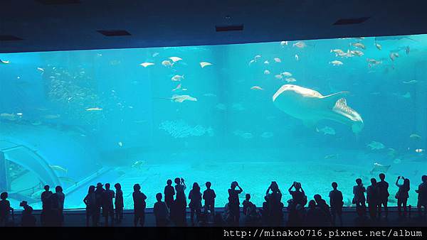 沖繩沖縄美ら海水族館
