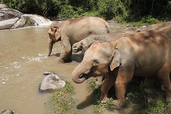 清邁景點大象體驗營ELEPHANT JUNGLE SANCTUARY