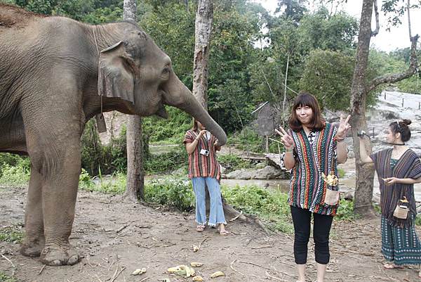 清邁大象體驗營跟大象互動