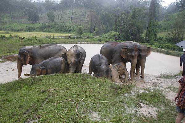 清邁景點大象體驗營一起泥巴浴