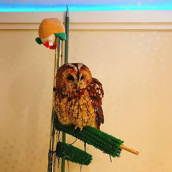 青年旅館Owl Hotel Tokyo貓頭鷹