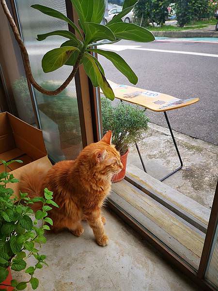 台北不限時咖啡廳麓鳩 Aruchuu店貓