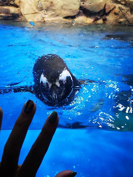 桃園Xpark水族館企鵝游泳