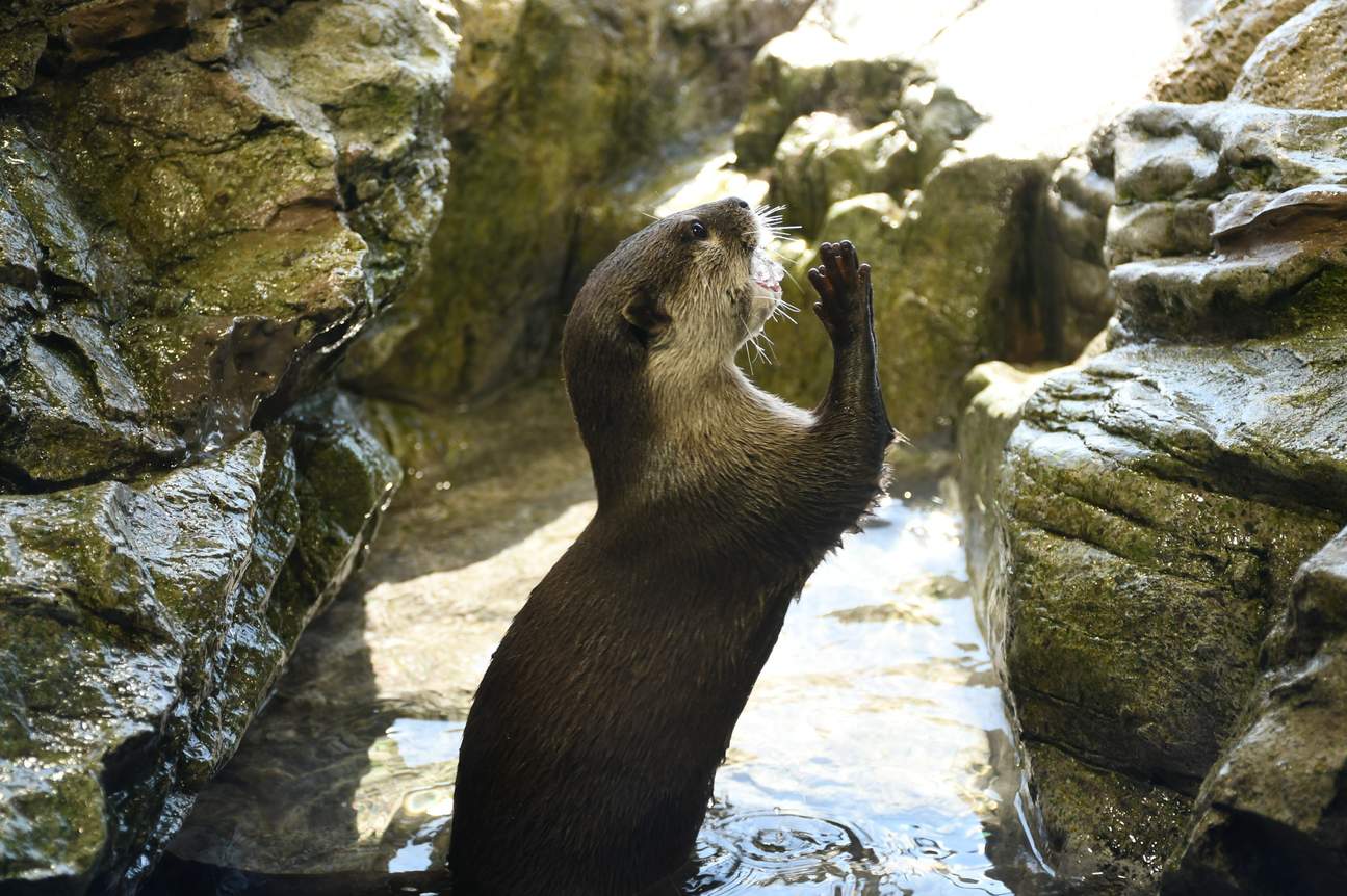 神奈川湘南景點：新江之島水族館