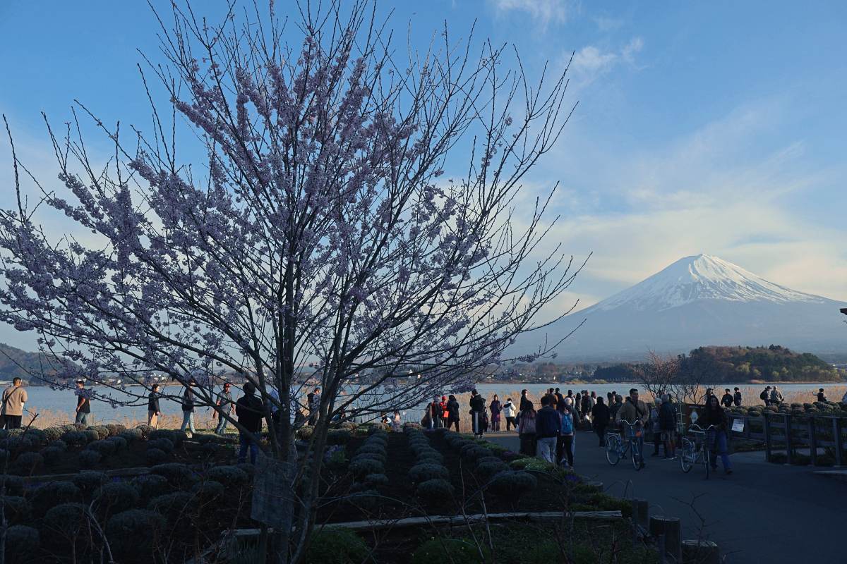 富士河口湖賞櫻花景點河口湖北岸
