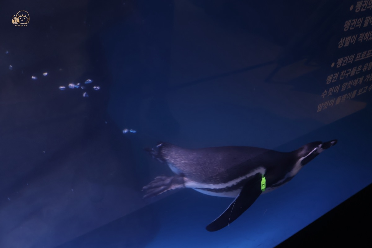 大邱愛來水族館展區：海洋企鵝