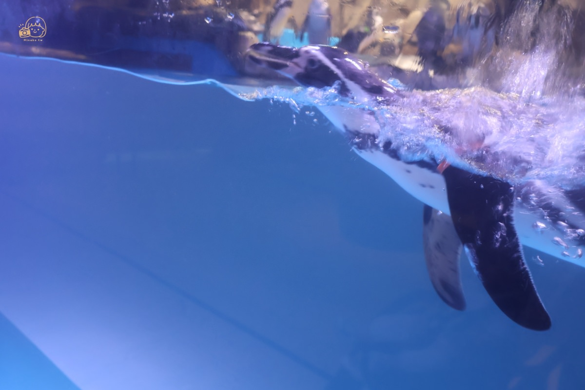 大邱愛來水族館展區：海洋哺乳類動物企鵝
