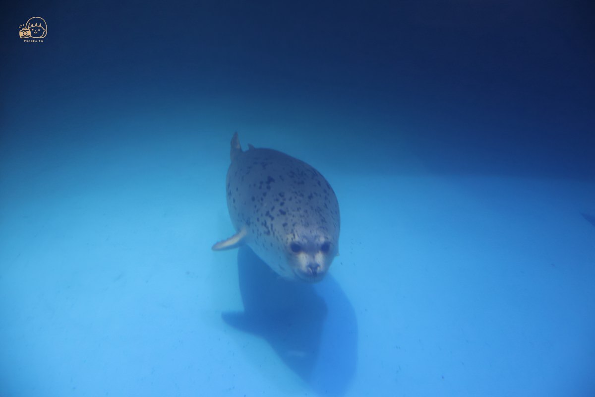 大邱愛來水族館展區：海洋哺乳類動物海豹