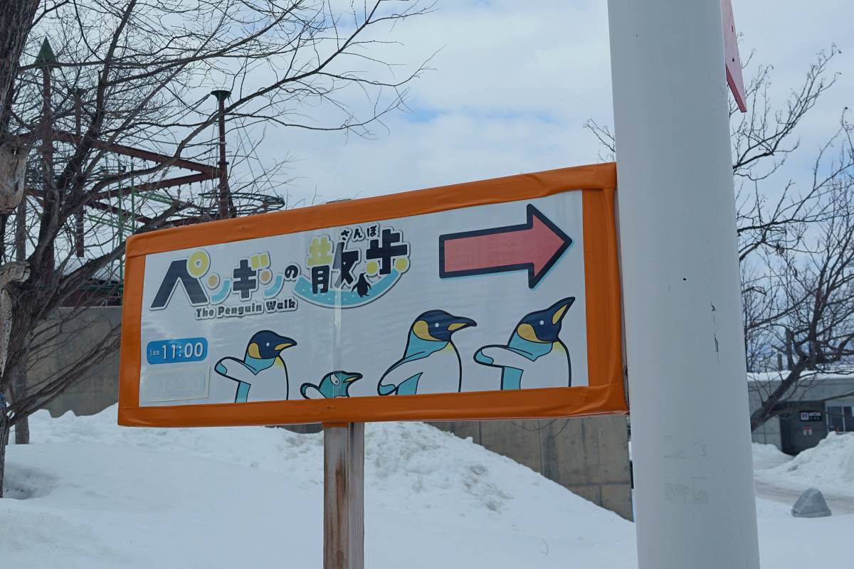 旭山動物園必看重點：企鵝散步遊行