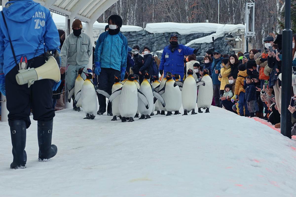旭山動物園企鵝散步