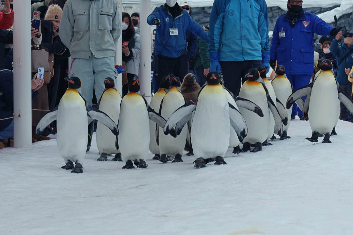 北海道旭山動物園企鵝散步