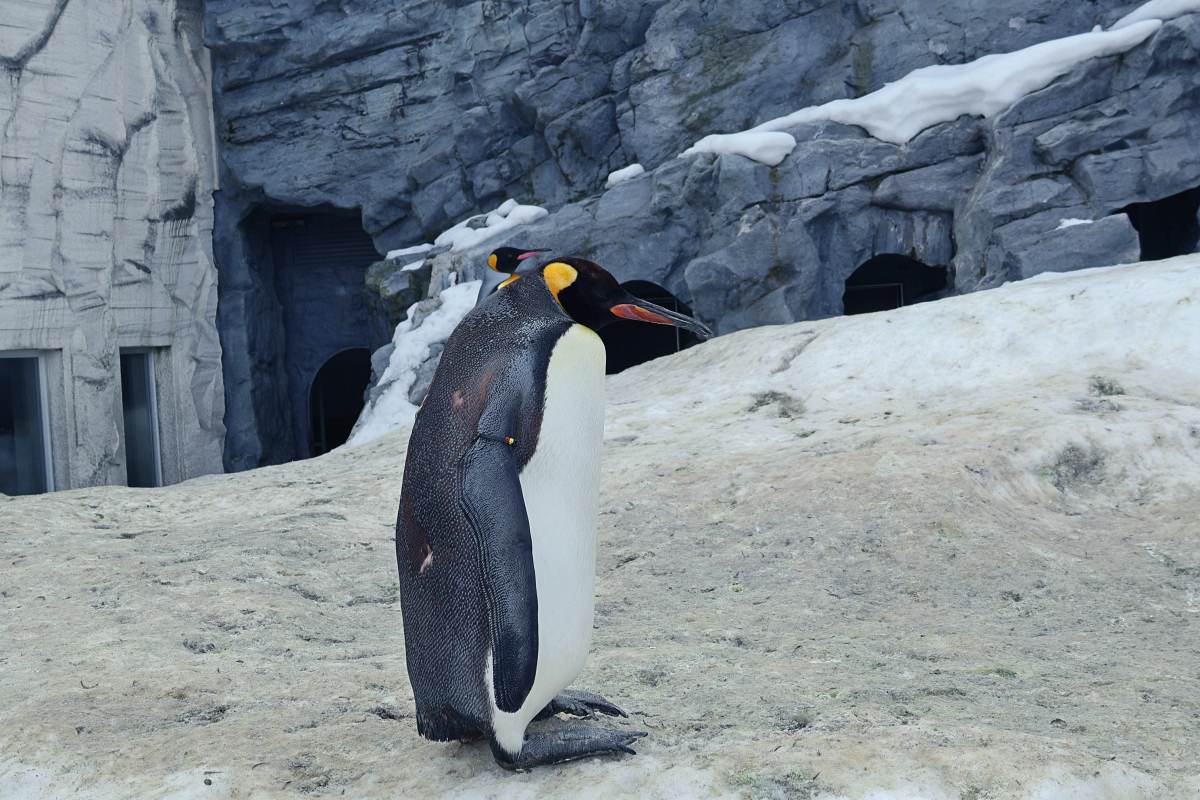 旭山動物園企鵝館