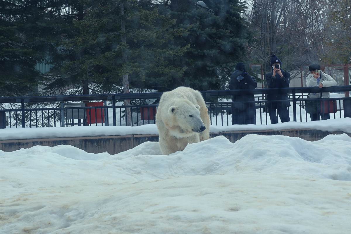 旭山動物園：北極熊館