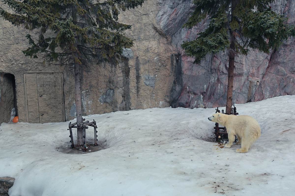 北海道旭山動物園：北極熊館