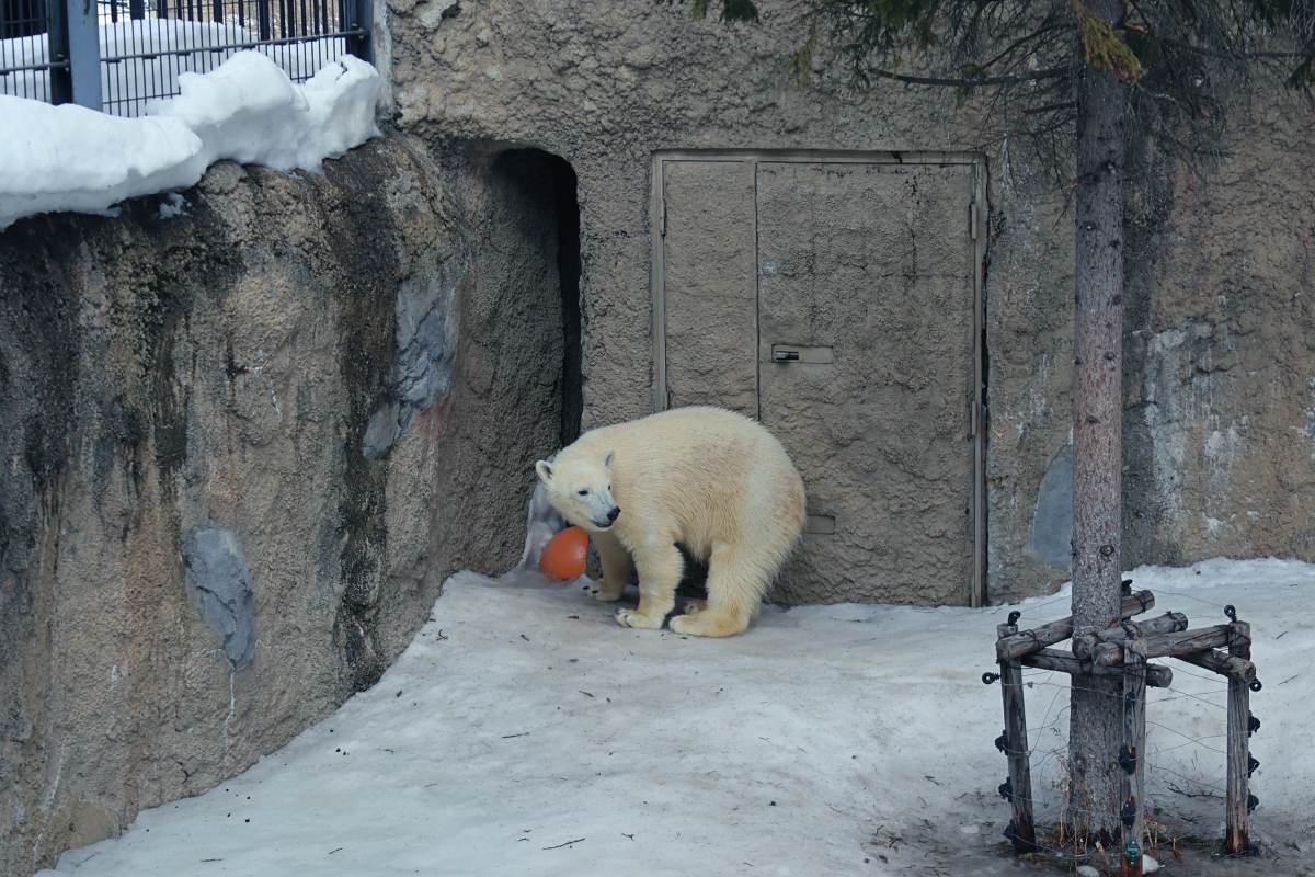 北海道旭山動物園：北極熊館餵食