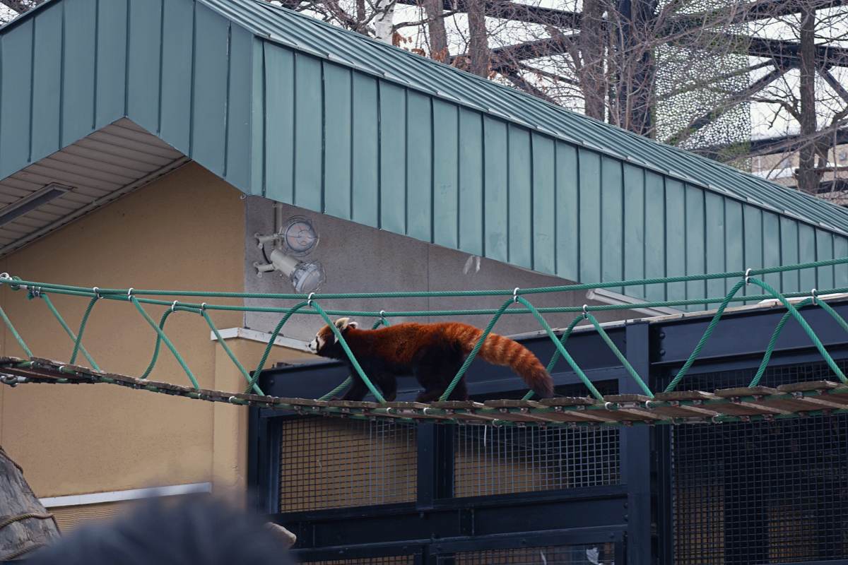 旭山動物園必看重點：浣熊