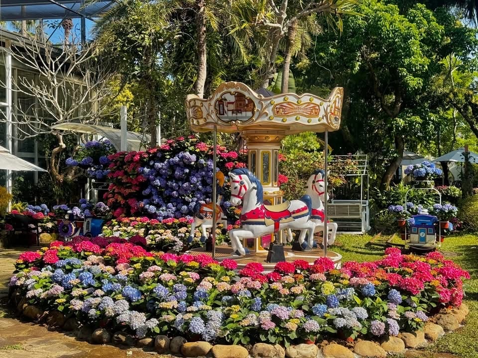 【花露農場 flower home】2025繡球花季開跑:苗栗卓蘭景觀下午茶餐廳,菜單豐富 - 第4張圖 苗栗繡球花景點│花露休閒農場2025繡球花季