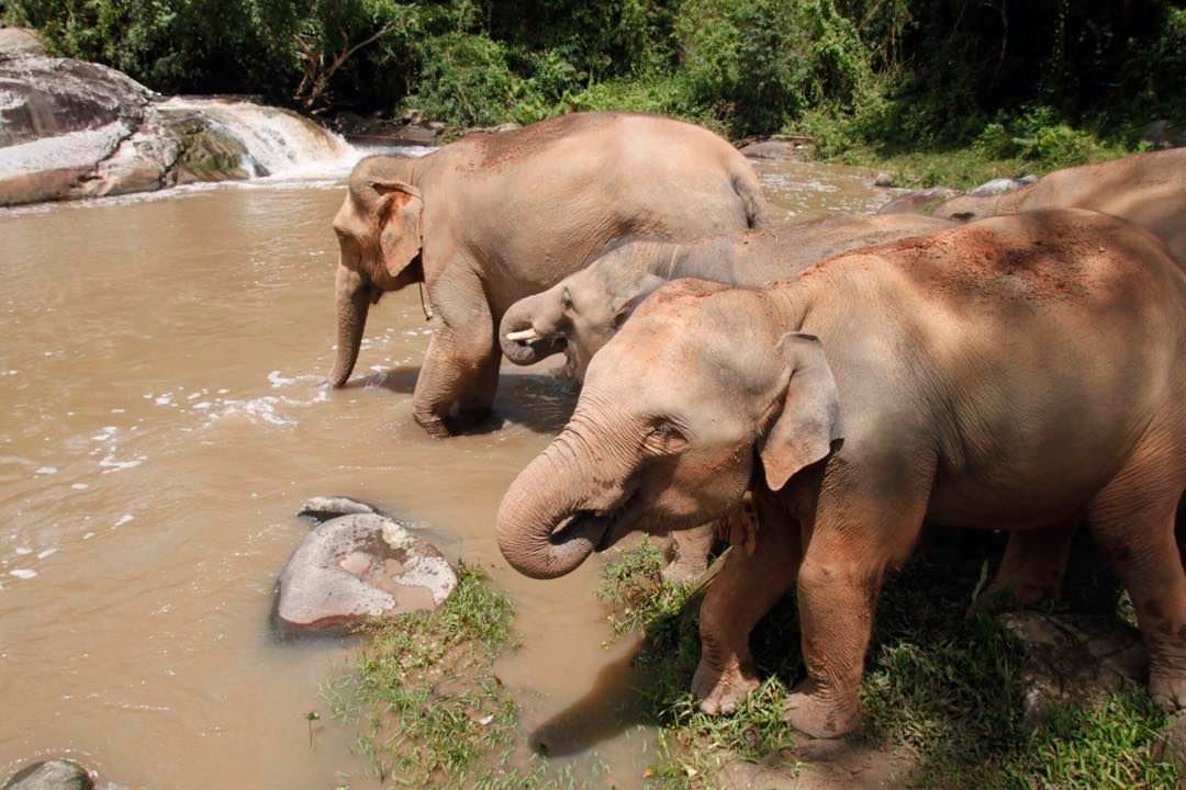 清邁大象保護區體驗營（Elephant Jungle Sanctuary）