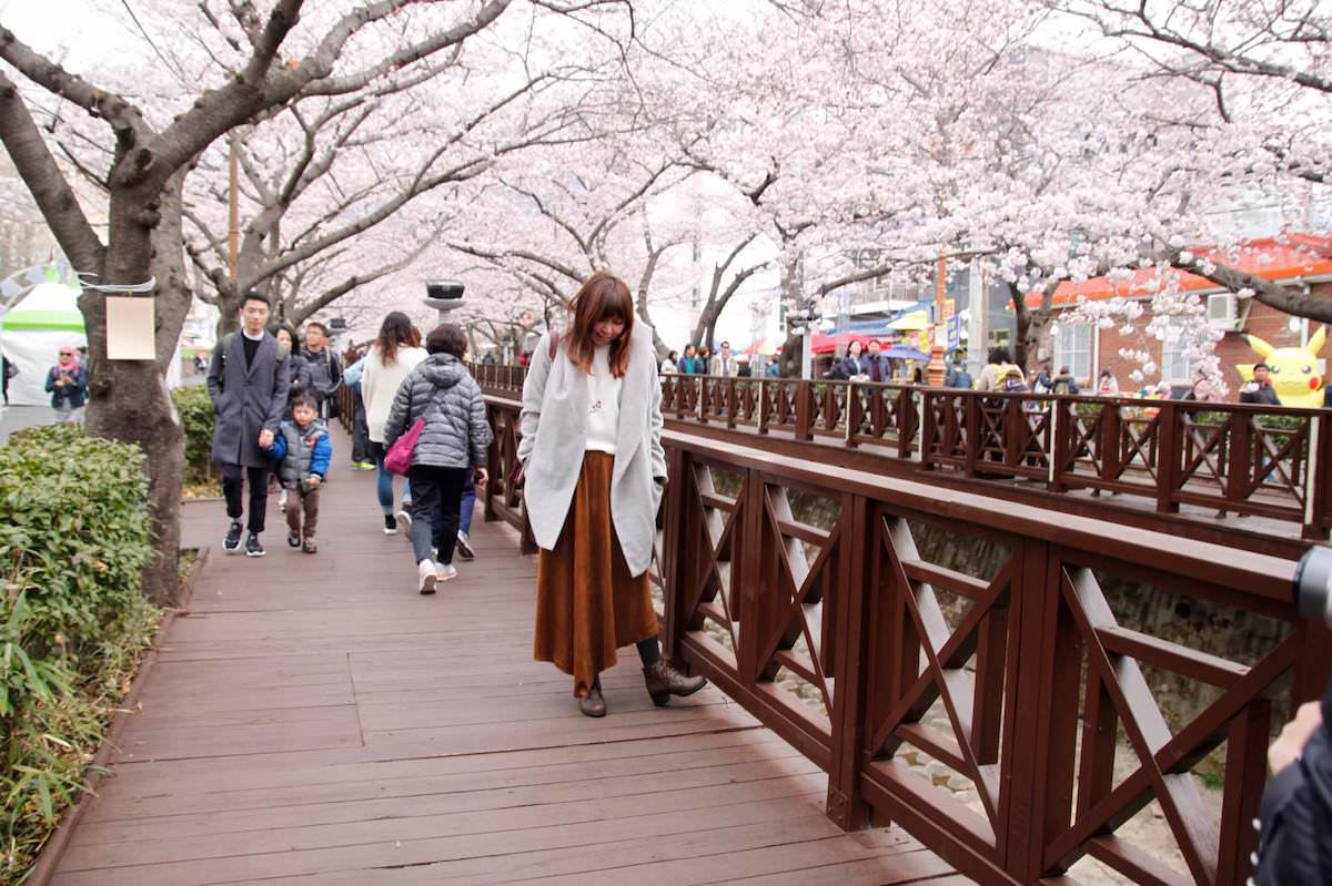 【2024鎮海軍港節】韓國必去櫻花祭：釜山交通、一日遊分享