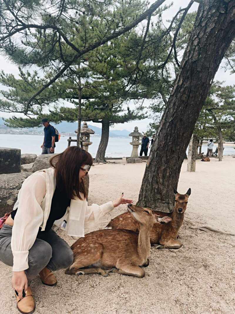 廣島宮島特色親近人的小鹿