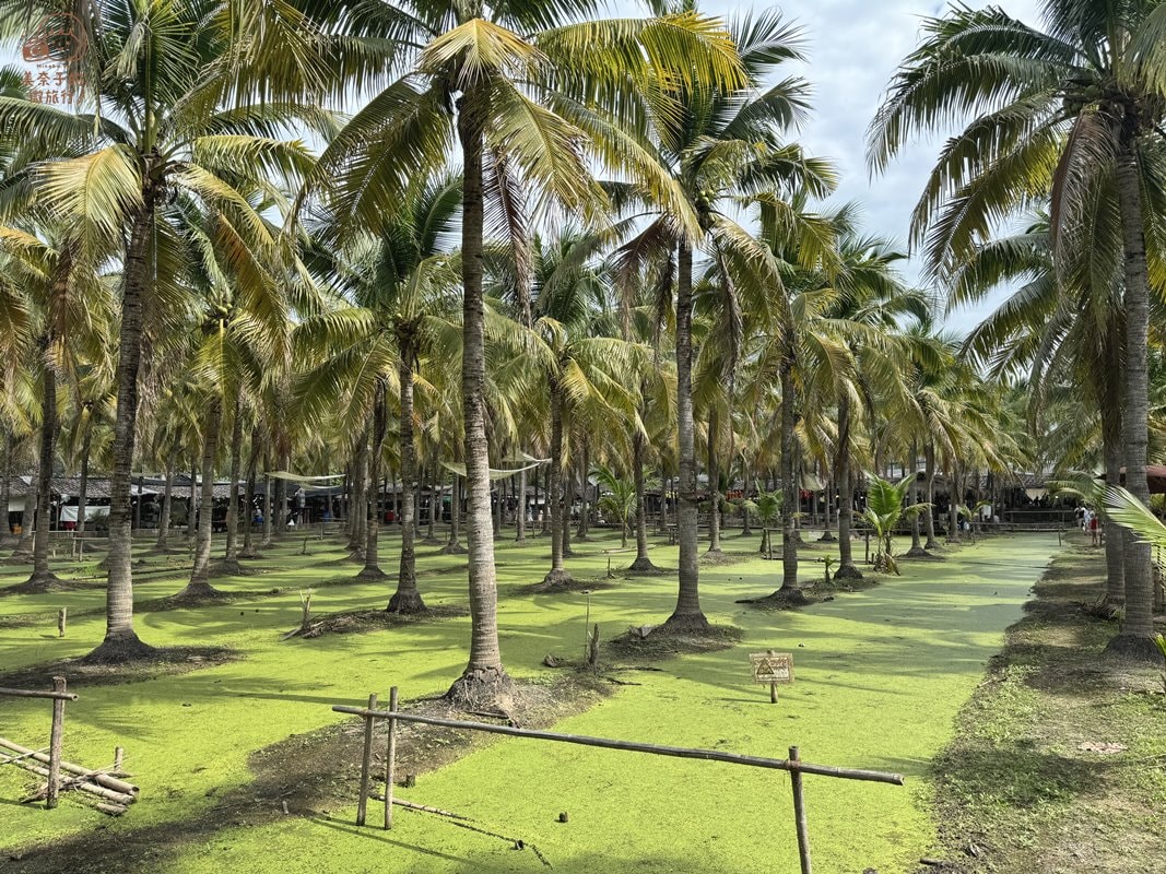 清邁推薦椰林市集 Coconut Market