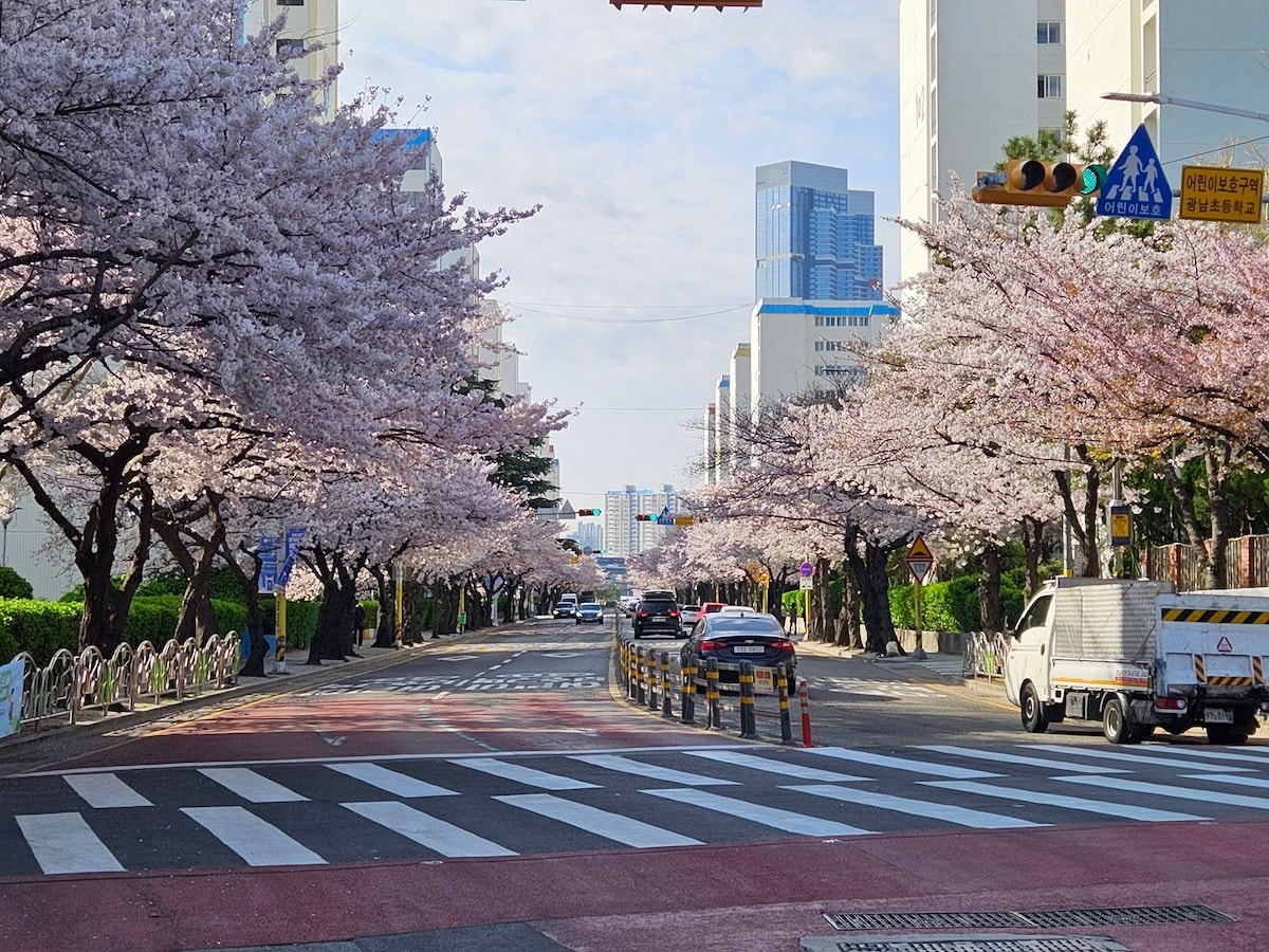 2024 釜山櫻花推薦景點：南川洞