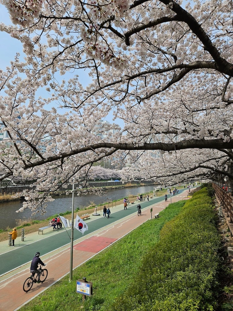 2024 釜山櫻花推薦景點：溫泉川市民公園（釜山市民公園）
