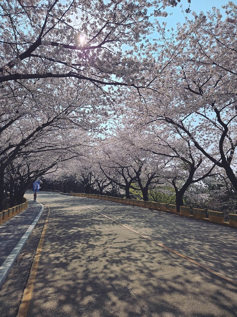釜山櫻花景點荒嶺山展望台