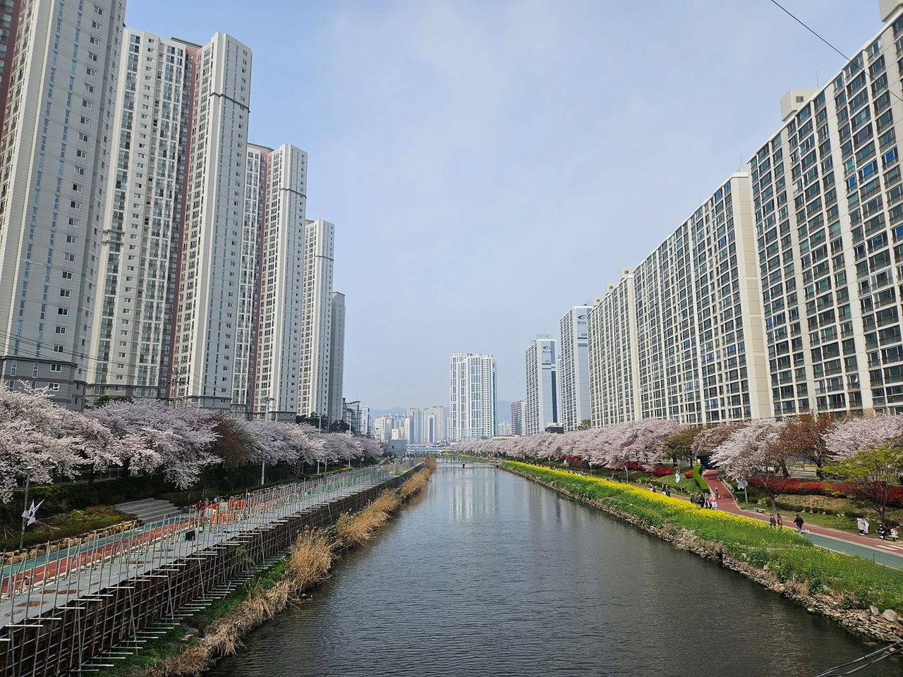 釜山賞櫻花景點攻略