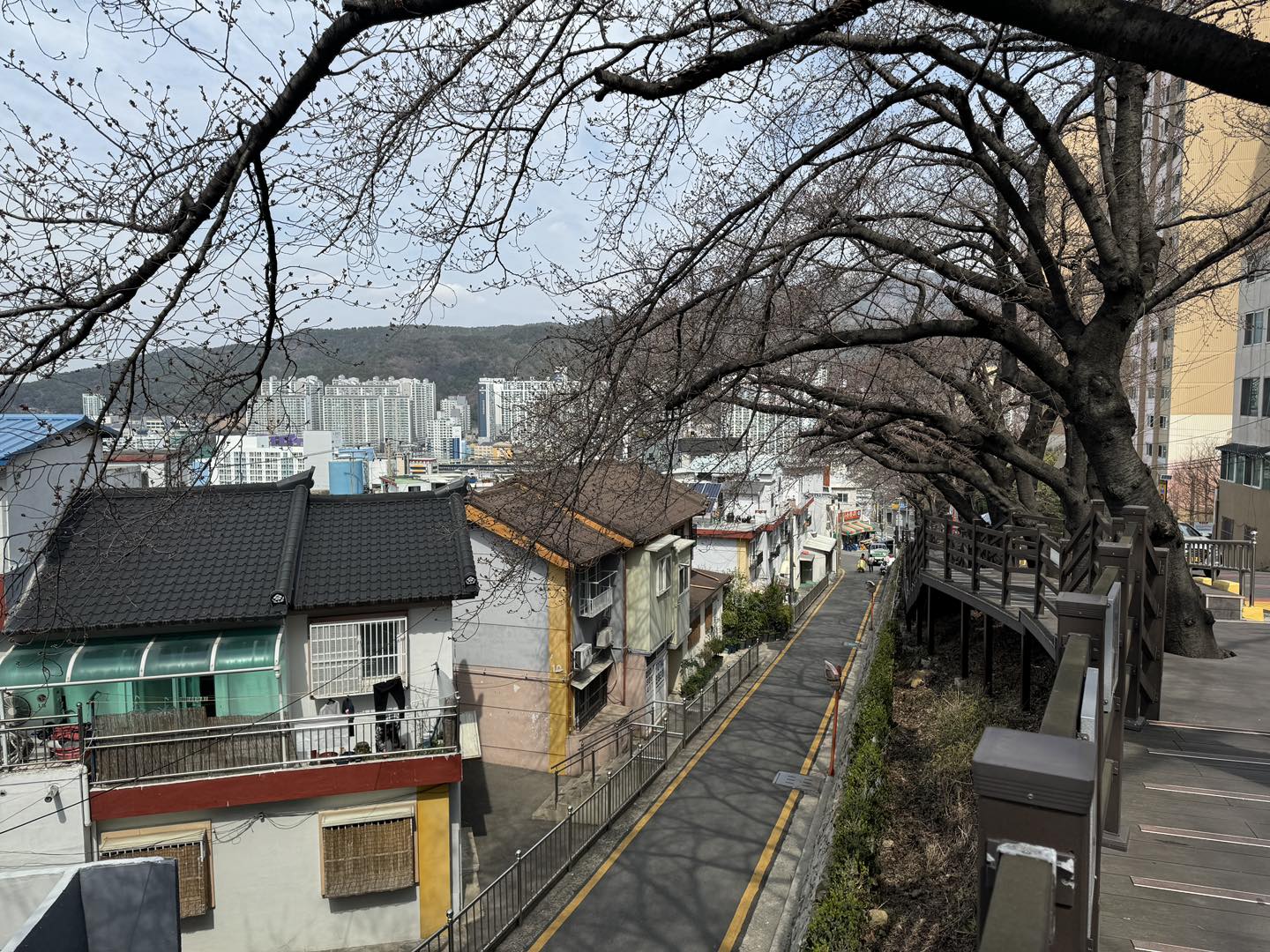 2024 釜山櫻花推薦景點：開琴櫻花文化街