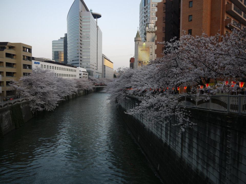 2025 東京櫻花景點推薦｜目黑川點燈