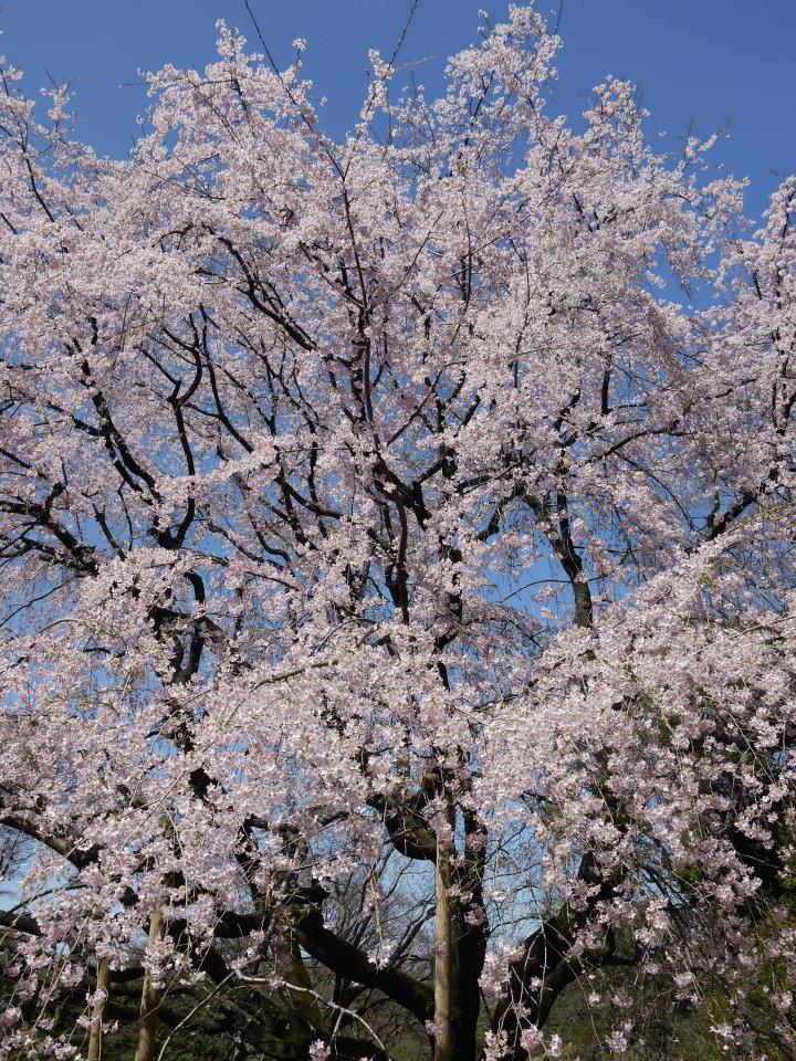 2025 東京櫻花景點推薦｜六義園：超美枝垂櫻