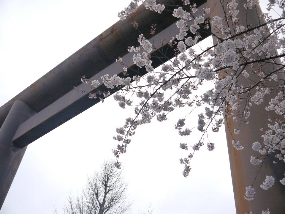 2025 東京櫻花景點推薦｜靖國神社：熱鬧屋台市集