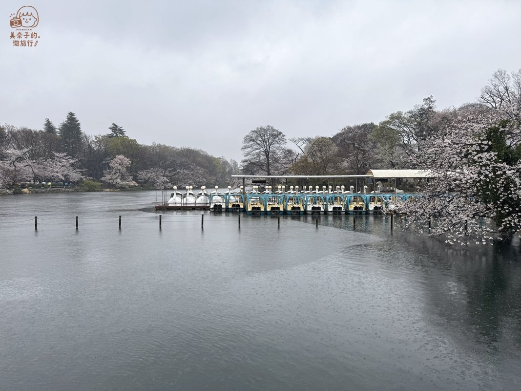 2025 東京櫻花景點推薦井之頭恩賜公園