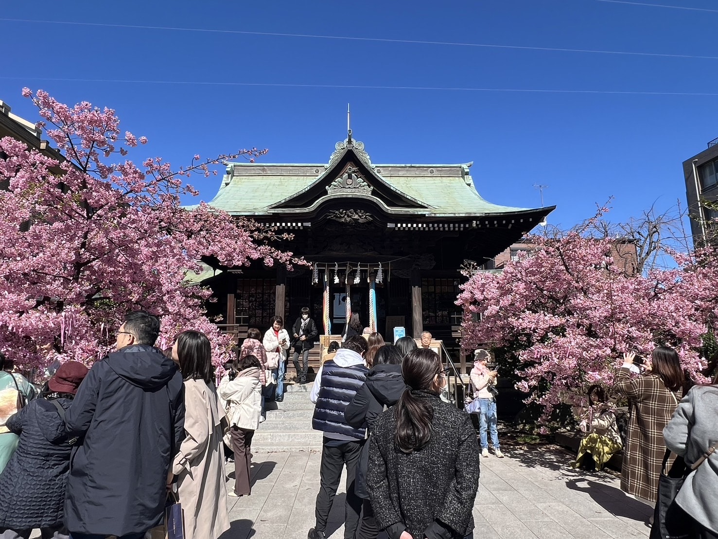 2025 東京櫻花景點推薦｜櫻神宮