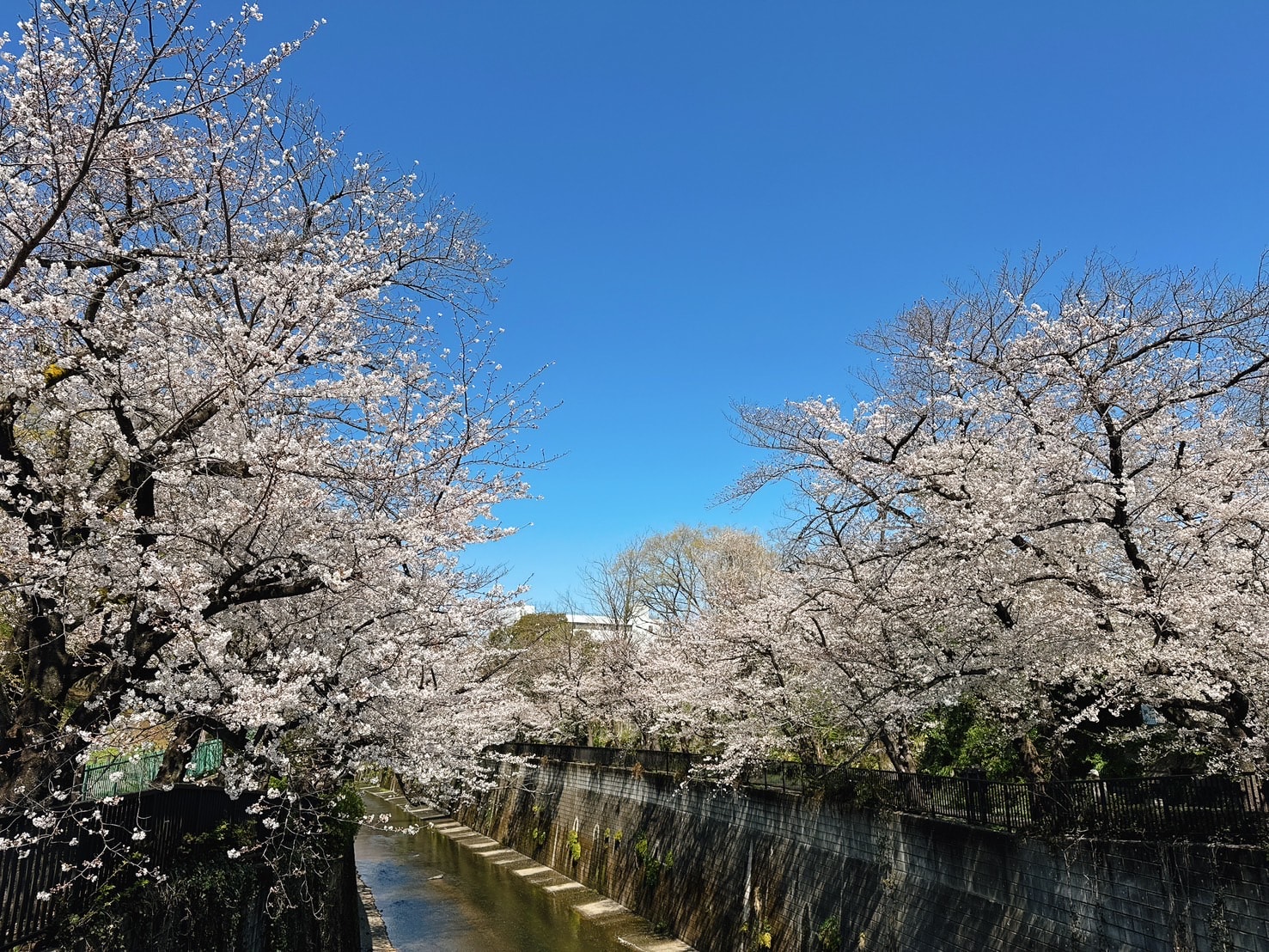 2025 東京櫻花季景點推薦｜板橋石神井川：私藏賞櫻景點