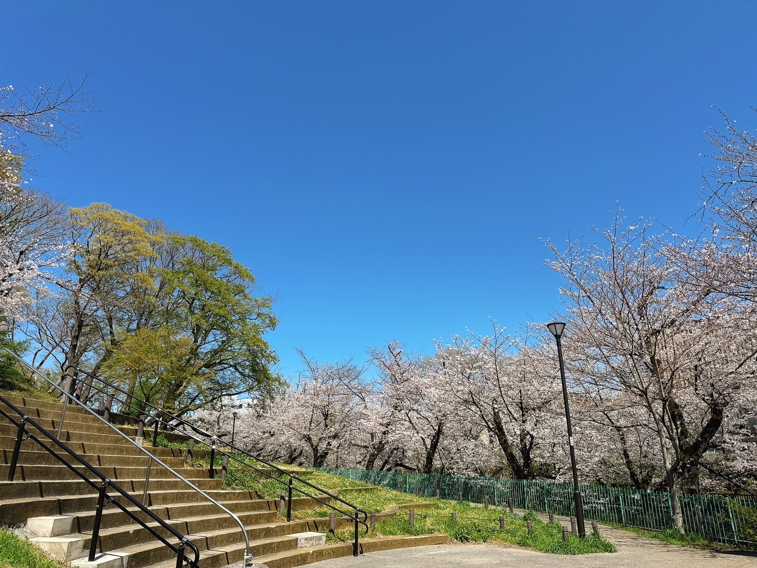 2025 東京櫻花季景點推薦板橋石神井川