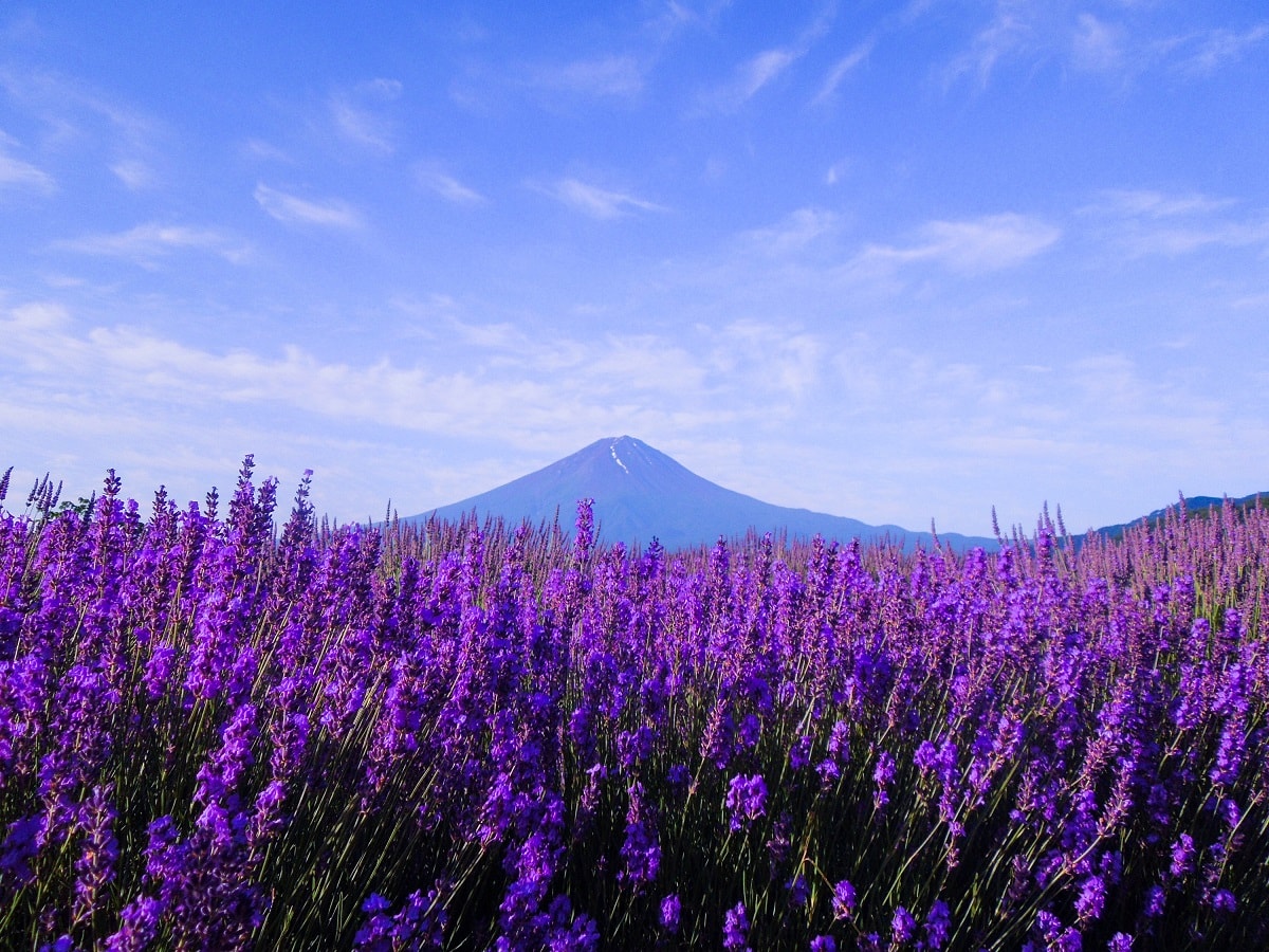 河口湖大石公園一年四季花卉介紹