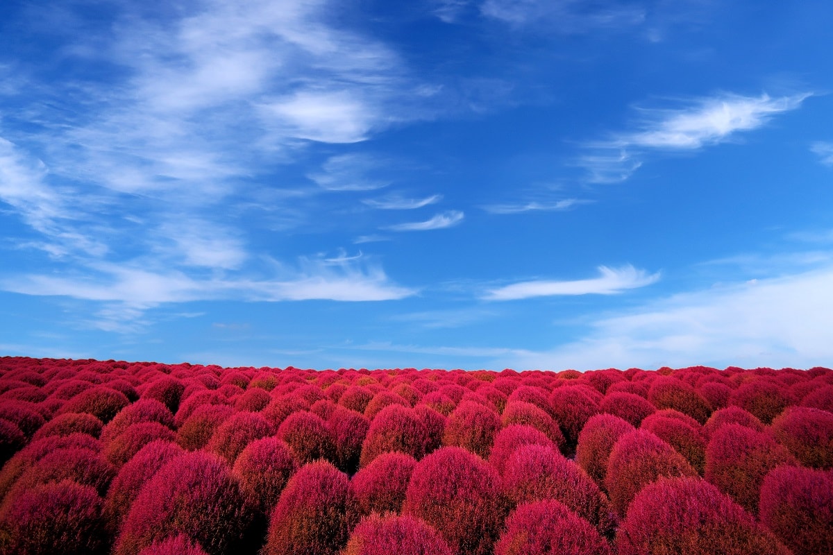 【大石公園】河口湖看富士山推薦景點:薰衣草、波波草超美! - 第1張圖 河口湖大石公園一日游交通方式