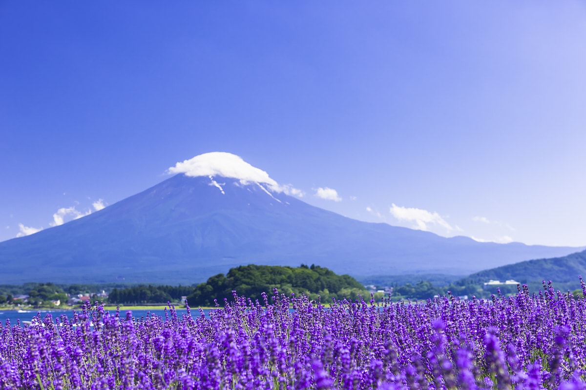 【大石公園】河口湖看富士山推薦景點:薰衣草、波波草超美! - 第4張圖 河口湖大石公園薰衣草季節必看特點