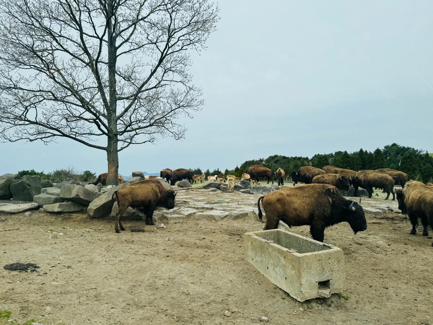 【2025九州自由行】自然動物園:親子景點推薦:門票/交通/亮點整理 - 第1張圖 九州自然動物園|簡介與經營理念