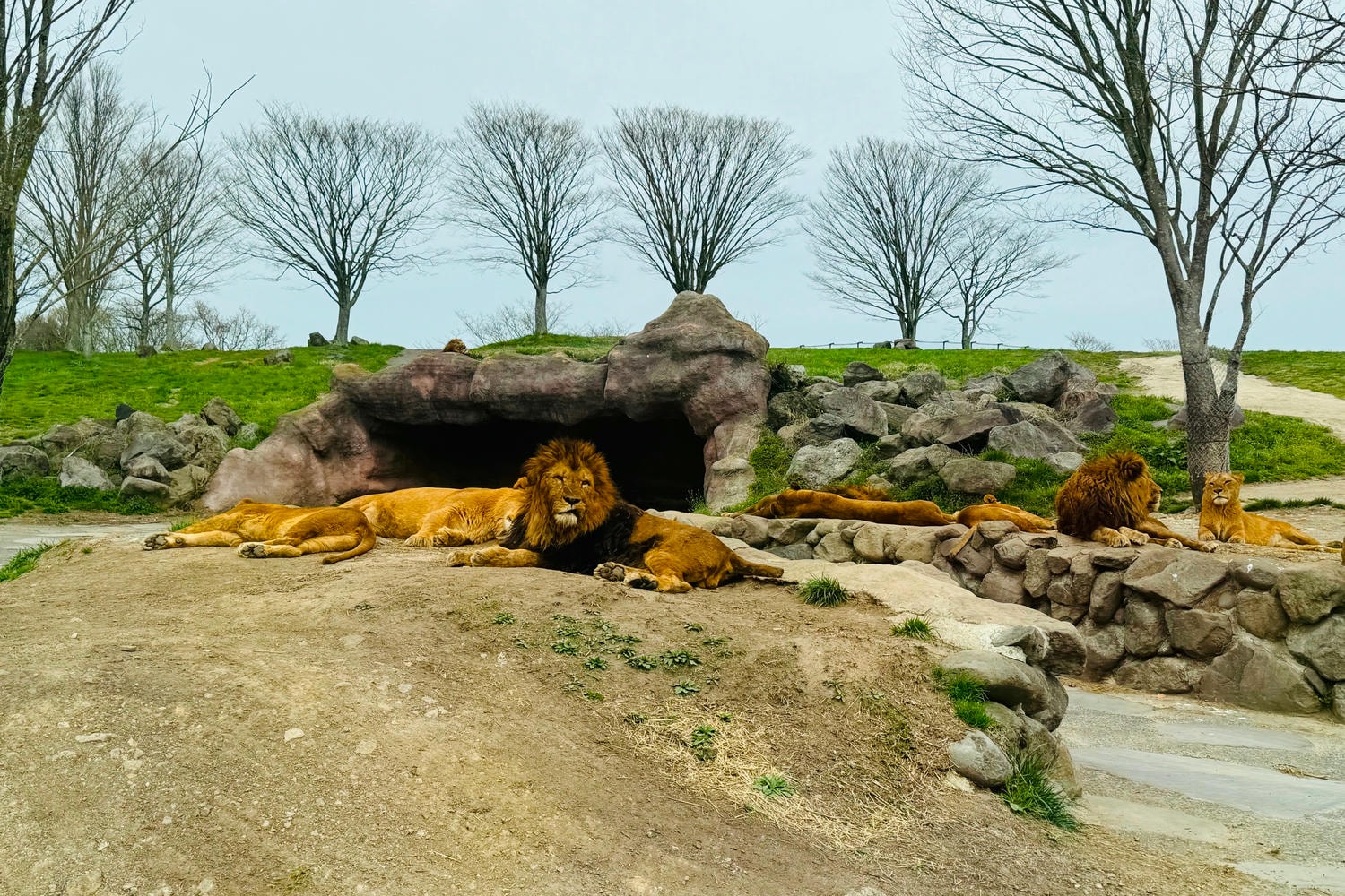 【2025九州自由行】自然動物園:親子景點推薦:門票/交通/亮點整理 - 第3張圖 九州自然動物園|交通方式