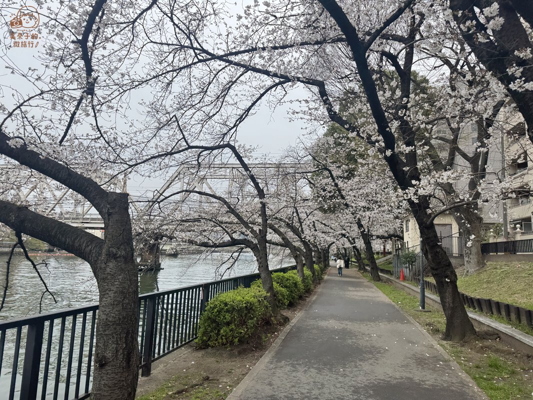 2026 大阪櫻花必去景點推薦｜毛馬桜之宮公園
