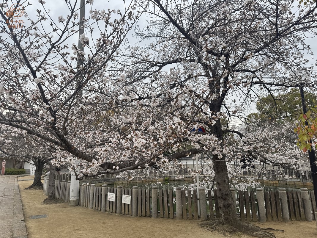 2026 大阪櫻花必去景點推薦｜四天王寺