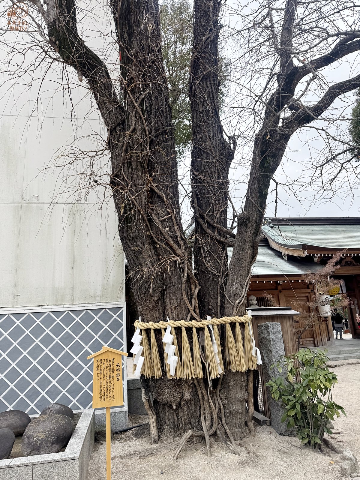 福岡博多櫛田神社夫妻銀杏