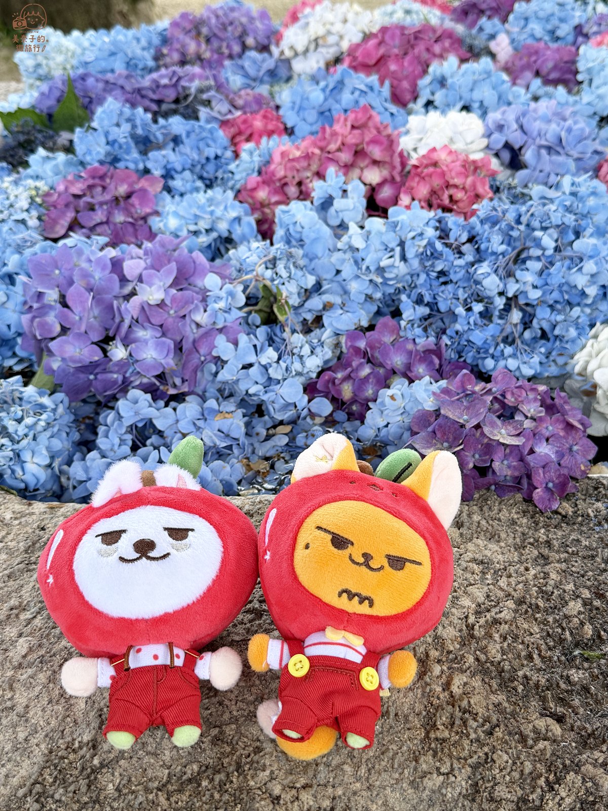 福岡寶滿宮竃門神社：看繡球花季節