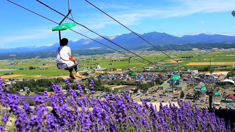 【富良野一日遊】2026北海道自由行:札幌出發美瑛看薰衣草等景點推薦 - 第20張圖 富良野景點 #8 北星山薰衣草公園