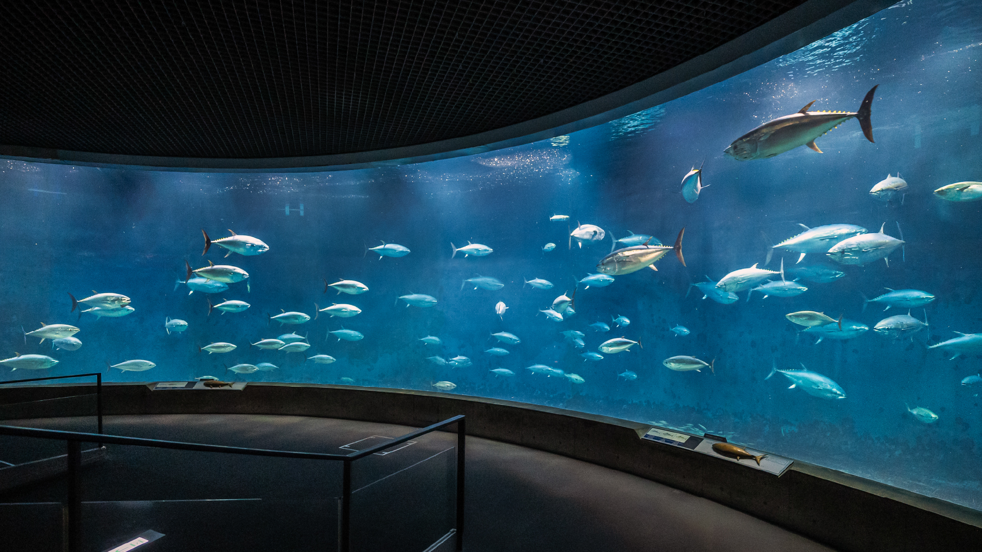 【20262東京景點】葛西臨海水族園:門票、交通方式、搭摩天輪等親子自由行整理 - 第7張圖 東京景點|葛西臨海水族園優點