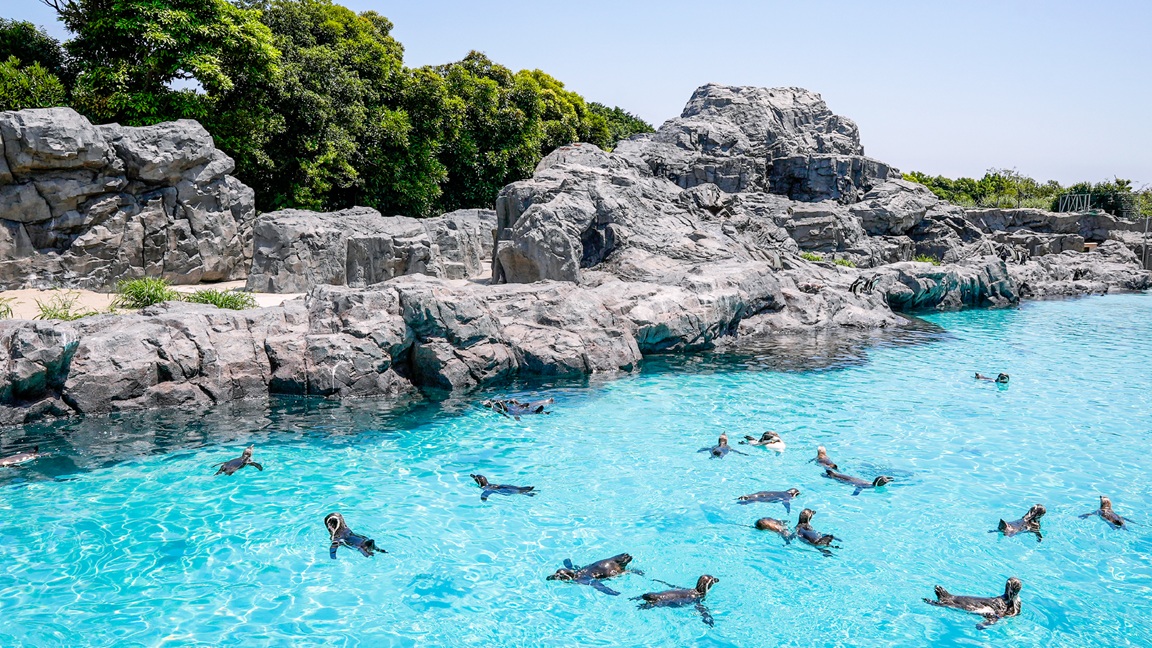 【20262東京景點】葛西臨海水族園:門票、交通方式、搭摩天輪等親子自由行整理 - 第6張圖 葛西臨海水族園必看 #3 企鵝展場